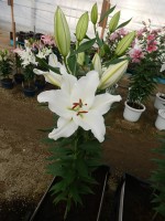 [3500 PO20 Sisto No01.JPG]